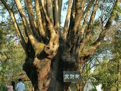 -瑞丽独树成林风景区