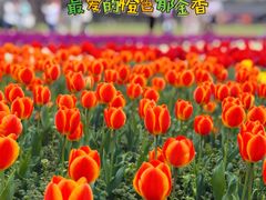 -苏州上方山国家森林公园