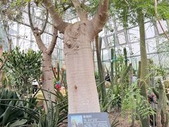 -北京植物园-展览温室