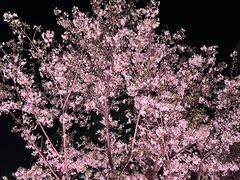 -西北湖绿化广场