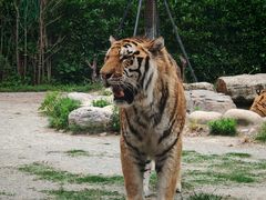 -上海野生动物园老虎餐厅
