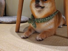 -逗柴咖啡屋·狗咖猫咖宠物桌游
