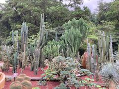 -深圳仙湖植物园
