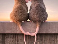 -PAWTOY爪e玩偶店(天兴罗斯福店)