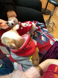 -椿树下·Tattoo纹身工作室