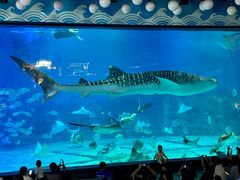 -烟台海昌鲸鲨海洋公园