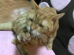 -李小姐の猫咖啡馆(五角场店)