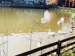 -田园东方蜜桃村的田野营地