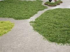 2018乡间茶叶大丰收-龙湖东院农庄(乡间小路店)