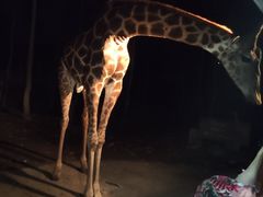 -清迈夜间动物园