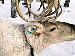 -北极村旅游风景区