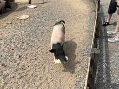 -前小桔亲子创意农场·草莓采摘·露营烧烤