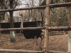 -青藏高原野生动物园