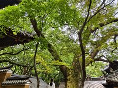 -普陀山风景名胜区-法雨禅寺