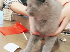 -共舞时光猫咖·狗咖(新街口店)