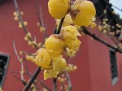 -无锡梅园公园