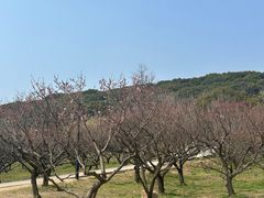 -苏州上方山国家森林公园