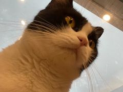 -有喵·猫咖·狗咖·30几只猫10只小狗(岗厦店)