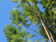 -番禺大夫山森林公园