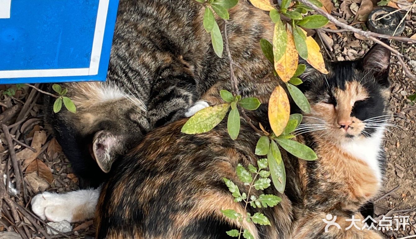 Kaka的十二月生活5⃣️