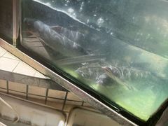 -稻香村鱼庄