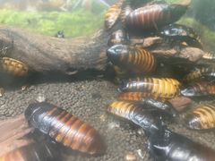 -上海大自然野生昆虫馆(东方明珠·爬宠昆虫探索中心)