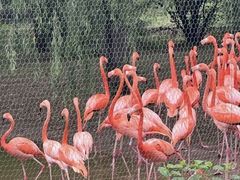 -辛玛王国游乐园