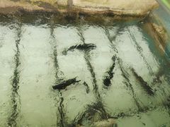 -姥家大锅台水库渔家