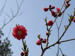 -首都医科大学附属北京天坛医院