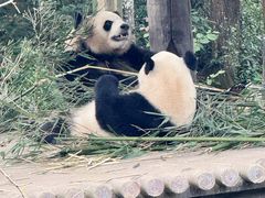 -中国大熊猫保护研究中心雅安碧峰峡基地