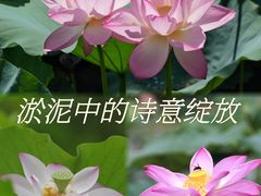 -惠州西湖丰渚园
