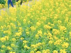 -西京湾花海