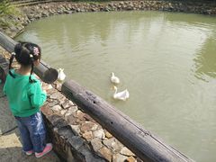 -田园东方蜜桃村的田野营地