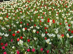 -上海鲜花港