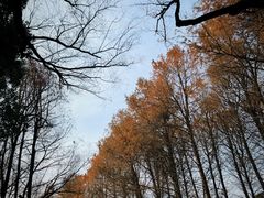 -上海共青森林公园