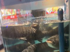 -鸽子侯·家宴·平价海鲜(市图书馆店)