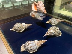-青岛贝壳博物馆