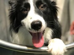 -PETKIT 小佩宠物·低压洗护·美容·寄养(安远店)