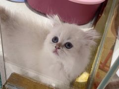 -糯米喵星人总部直营旗舰店·猫舍·幼猫出售