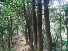 -黄埔油麻山森林公园