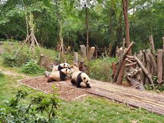 景点-成都大熊猫繁育研究基地