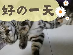 -悦宠凯宝动物医院·牙科·皮肤科(朝阳北路店)