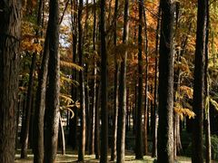 -上海共青森林公园