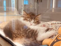 -babydoll猫舍·米努特·德文·缅因(久光中心店)