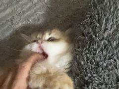 -纳吉亚猫专科动物医院·北北分院