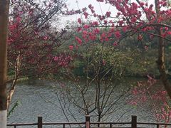 -重庆彩云湖湿地公园