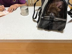 -千城康桥宠物医院·猫科·骨科·心脏