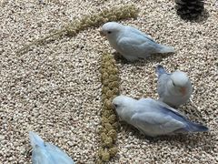 -吉丁鸟咖·异宠·寄养