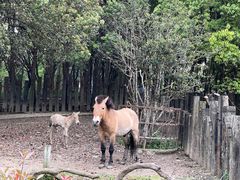 -常州淹城野生动物世界