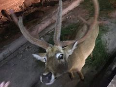 -清迈夜间动物园